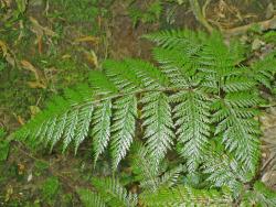 Lastreopsis hispida. Adaxial surface of mature 3-pinnate-pinnatifid frond.
 Image: L.R. Perrie © Te Papa CC BY-NC 3.0 NZ